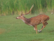 Bird watching & trekking in Udawatta Kele Sanctuary 5
