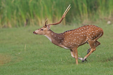 Bird watching & trekking in Udawatta Kele Sanctuary