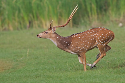 Bird watching & trekking in Udawatta Kele Sanctuary