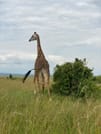 3 DAYS PRIVATE SAFARI TO MAASAI MARA NATIONAL PARK AND KEEKOROK LODGE 10