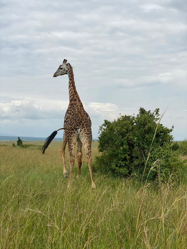 3 DAYS PRIVATE SAFARI TO MAASAI MARA NATIONAL PARK AND KEEKOROK LODGE 10