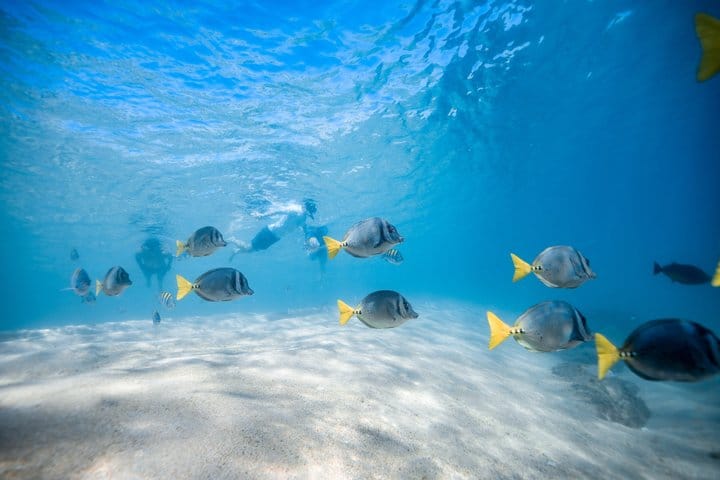 Los Cabos Snorkeling Tour to Chileno Bay and Santa Maria Cove 10