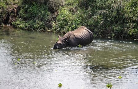 3-Day Chitwan Jungle Safari Tour from Kathmandu