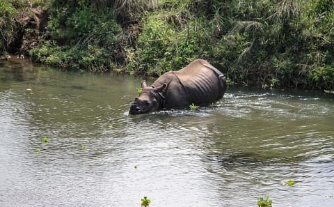 3-Day Jungle Safari Adventure in Chitwan National Park