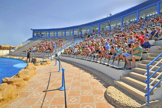 Premium Dolphin Watching & Live Show in Pool - Hurghada photo 6