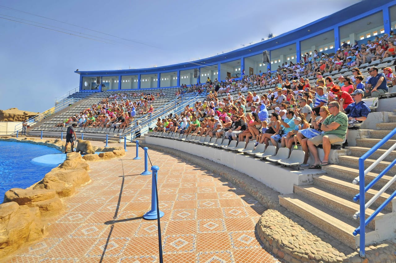 Premium Dolphin Watching & Live Show in Pool - Hurghada 6
