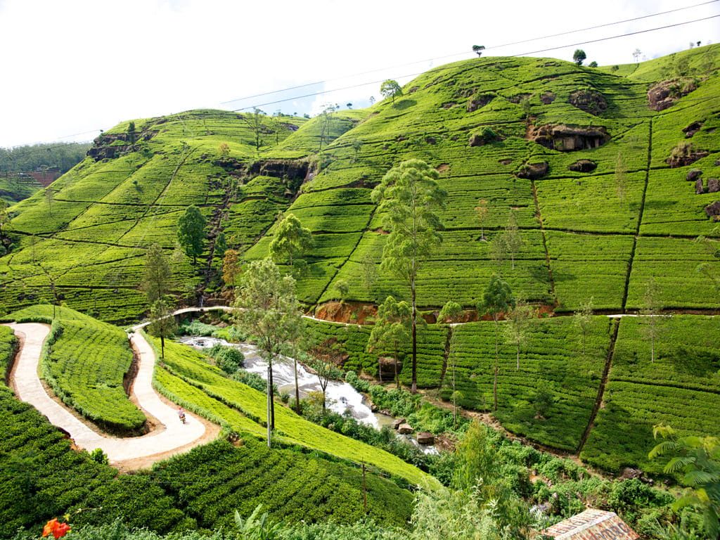 Hills & Safari Ceylon