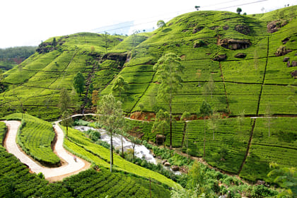 Hills & Safari Ceylon