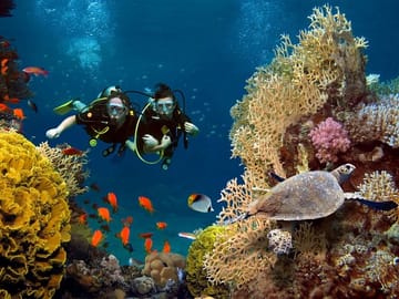 Dolphin House Diving and Snorkeling Tour in Marsa Alam