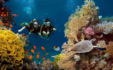 Dolphin House Diving and Snorkeling Tour in Marsa Alam