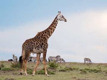 2-Day Chobe Signature Game & Boat Safari
