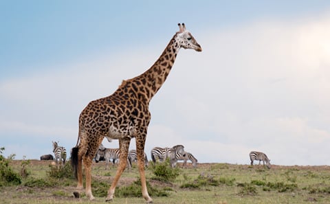 2-Day Chobe Signature Game & Boat Safari