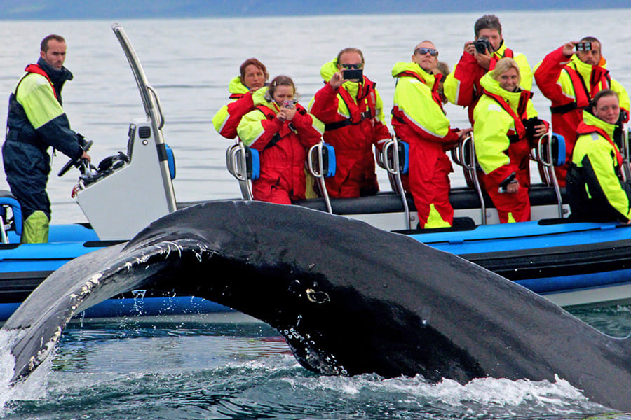 Chasing the whales in a speedboat leads to bigger whales