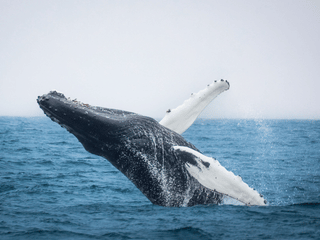 Húsavík: Small-Family Run, Responsible Whale Watching, photo 17