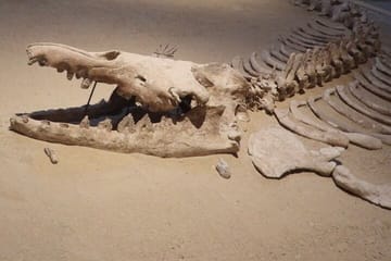 Fayoum Desert Safari and Giza Pyramids Day Tour from Cairo