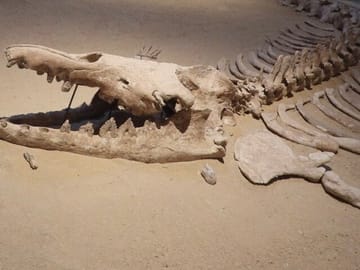 Fayoum Desert Safari and Giza Pyramids Day Tour from Cairo