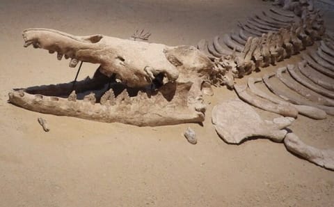 Fayoum Desert Safari and Giza Pyramids Day Tour from Cairo