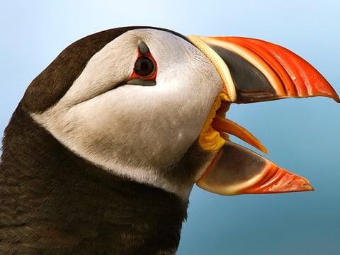 Puffins & Reykjavík Bay Sailing