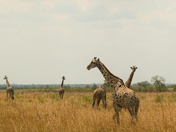 2-Day Safari Adventure in Mikumi National Park from Zanzibar