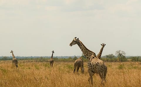 2-Day Safari Adventure in Mikumi National Park from Zanzibar