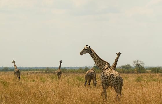 Mikumi National Park 2 Day Safari from Zanzibar or Dar es Salaam