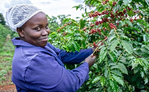 Fairview Estate Coffee Farm Tour with Pickup in Nairobi