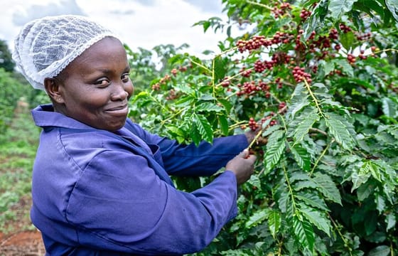 Fairview Estate Coffee Farm Tour With Pick up