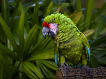 Iquitos Jungle Adventure Tour from Lima – 4 Days/3 Nights
