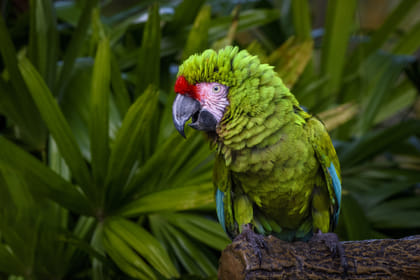 Iquitos Jungle Adventure Tour from Lima – 4 Days/3 Nights