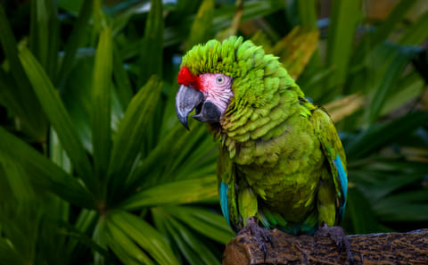 Iquitos Jungle Adventure Tour from Lima – 4 Days/3 Nights