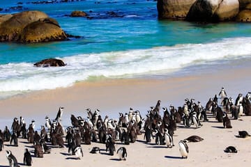 Robben Island and Peninsula Tour Including Fees