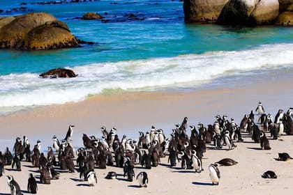 Robben Island and Peninsula Tour Including Fees
