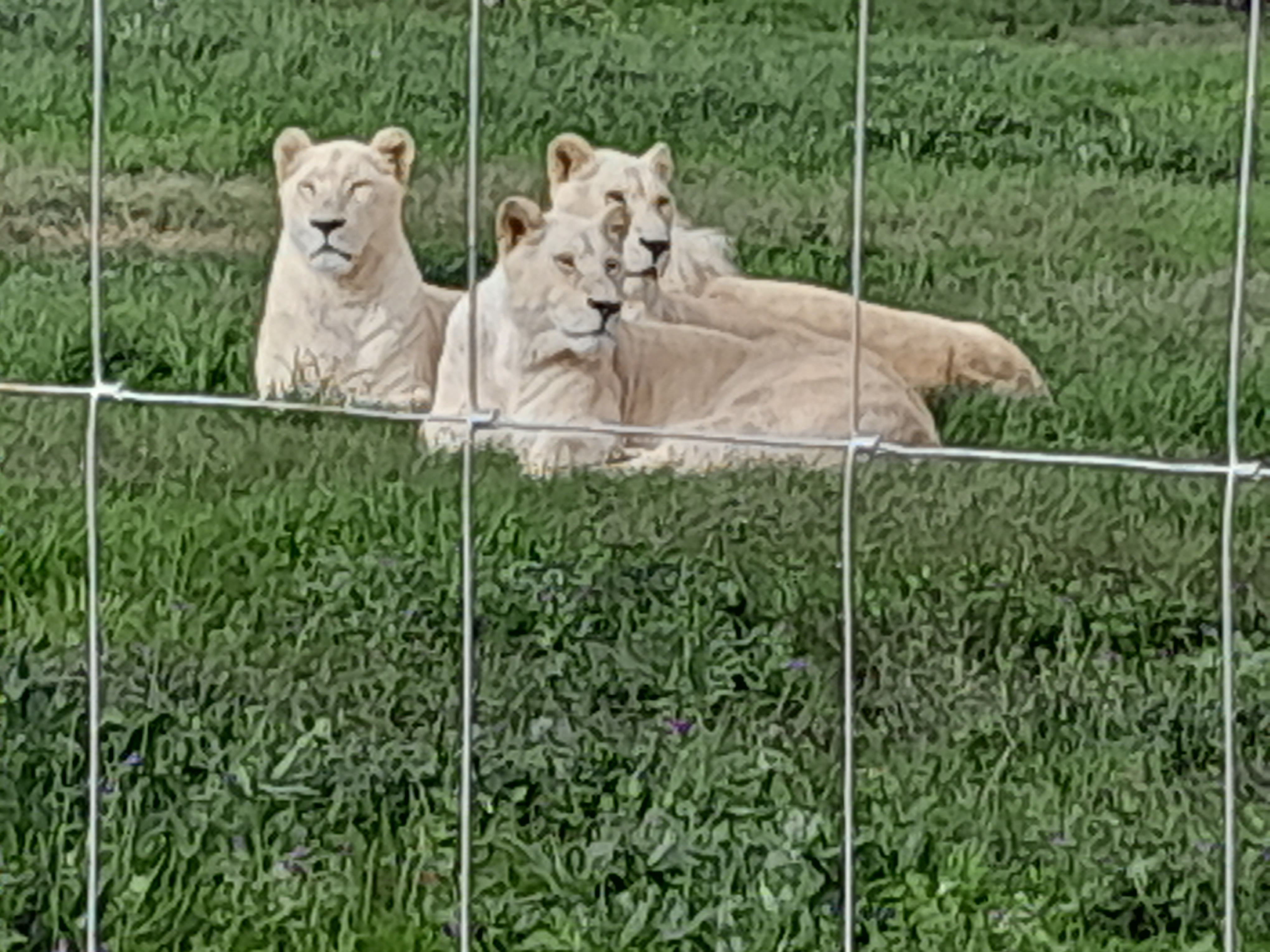 AQUIILA BIG 5 SAFARI SMALL GROUP TOUR WITH WINE TESTING AND LUNCH