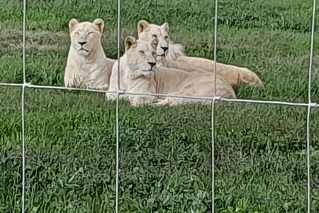 AQUIILA BIG 5 SAFARI SMALL GROUP TOUR WITH WINE TESTING AND LUNCH