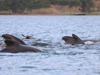 Akureyri Classic Whale Watching, photo 17