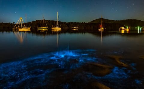Bioluminescence Kayak Tour at Waiake Beach in Auckland