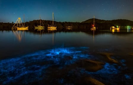 Bioluminescence Kayak Tour in Okura, Auckland