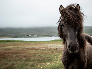 The Icelandic Horse