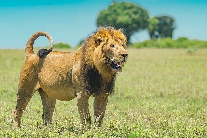 Northern Light minibus hunt to Abisko national park 7:30 pm