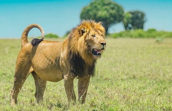 2 Days Masai Mara Private Safari in 4WD Jeep