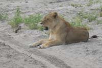 Lions on Chobe River