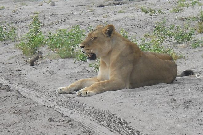 Lions on Chobe River