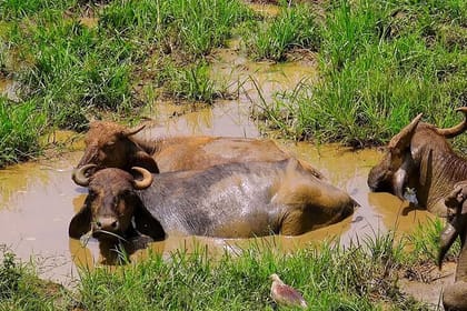 Udawalawe Safari Tour from Hikkaduwa