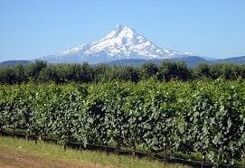 Mt Hood over a winery