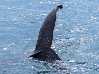 Húsavík: Small-Family Run, Responsible Whale Watching, photo 13
