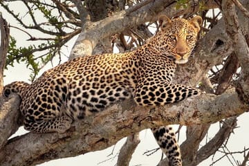 4-Day ATV Safari in Samburu and Aberdares National Parks