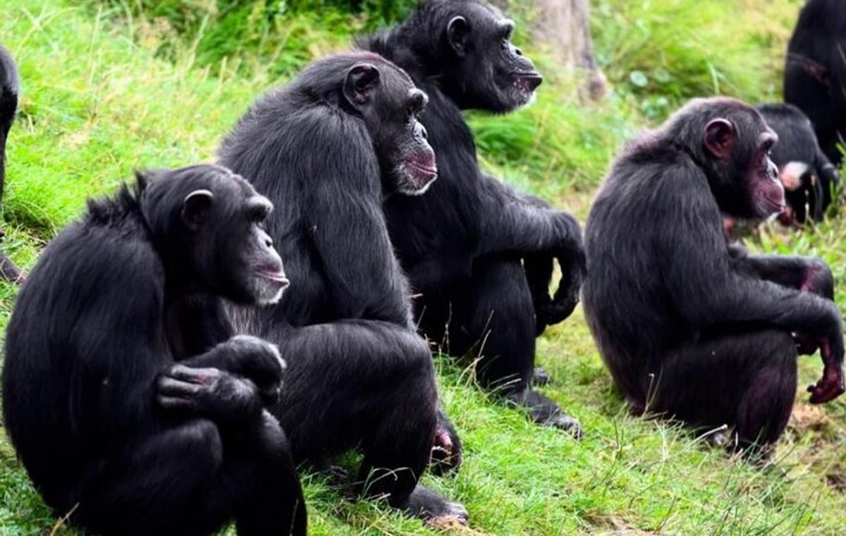 3 Days Ol Pejeta Conservancy Luxury Safari on 4×4 Landcruiser