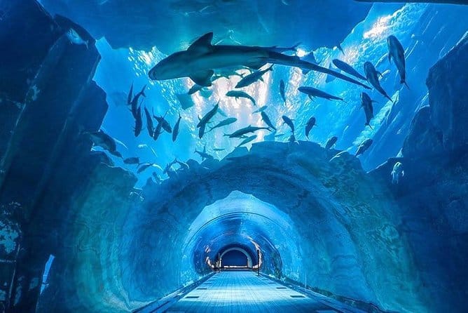 Dubai : Aquarium & Underwater Zoo: An Unforgettable Aquatic Adventure