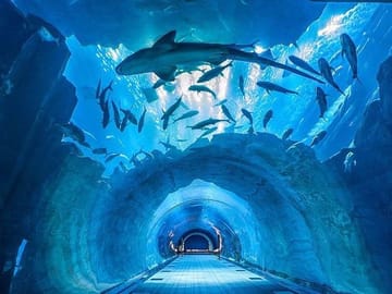 Explore the Dubai Aquarium and Underwater Zoo at Dubai Mall