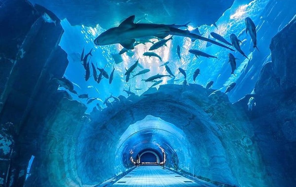 Dubai : Aquarium & Underwater Zoo: An Unforgettable Aquatic Adventure